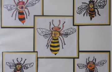 drawings of bees in various sizes