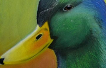 a drawing of a mallard's face