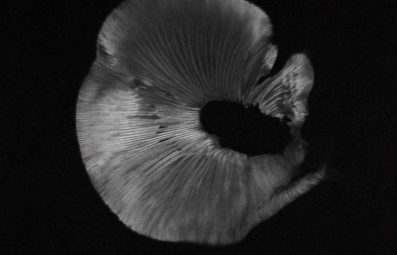 print photograph of the underside of a mushroom