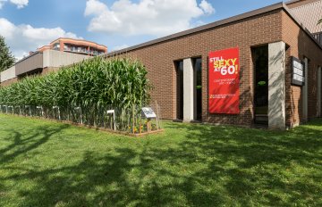 exhibition of a vegetable garden that contains corn, tomatoes, and other vegetables