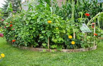 exhibition of a vegetable garden that contains corn, tomatoes, and other vegetables