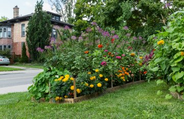 exhibition of a vegetable garden that contains corn, tomatoes, and other vegetables