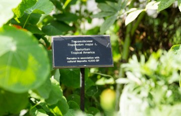 exhibition of a vegetable garden that contains corn, tomatoes, and other vegetables