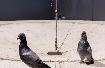 Two taxidermied pigeons perched on a concrete fountain-like sculpture