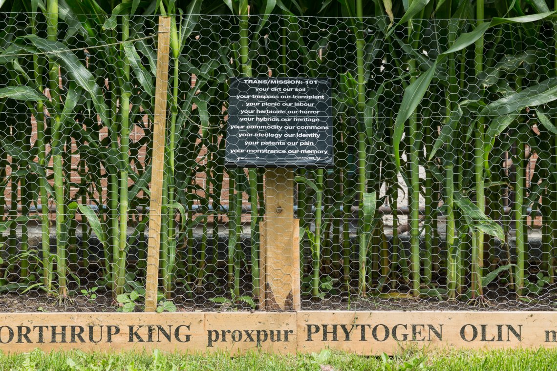 sign for exhibition in a small row of corn